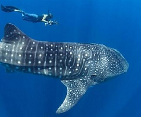 Whale sharks are the largest living fish. Credit - Simon J Pierce