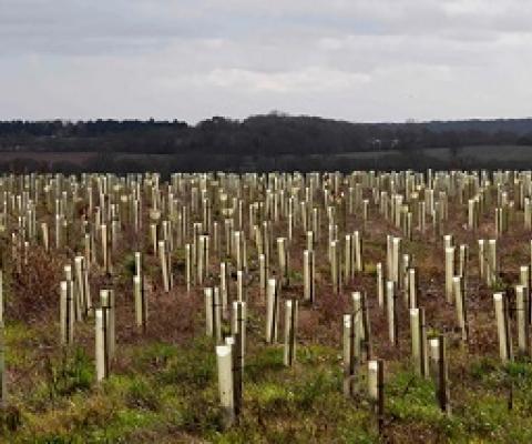  ‘The ‘net gain’ principle has been used repeatedly as an excuse to destroy precious wild places, replacing them with uniform saplings in plastic guards.’ Photograph: Justin Tallis/AFP via Getty Images