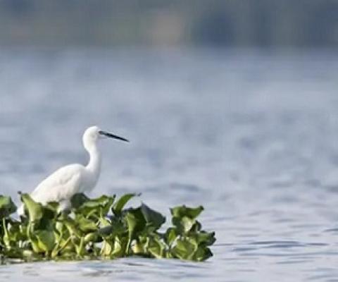 The little egret, a member of the heron family. Scientists analysed more than 27,000 waterbird populations for the study. Photograph: Matti Saranpaa/Exeter University
