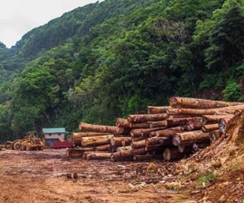 The impacts of logging on Rennell Island. Credit - Zahiyd Namo