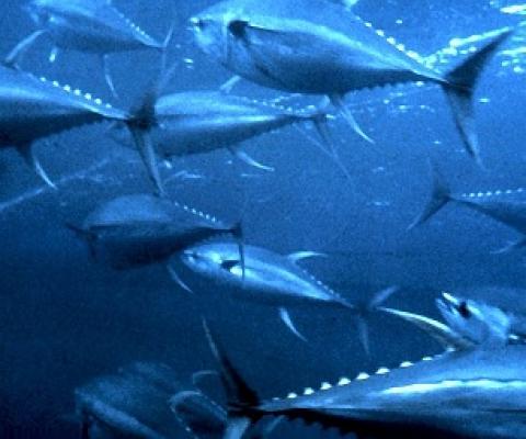 Yellowfin tuna (Thunnus albacares). Credit - CC0 Public Domain 