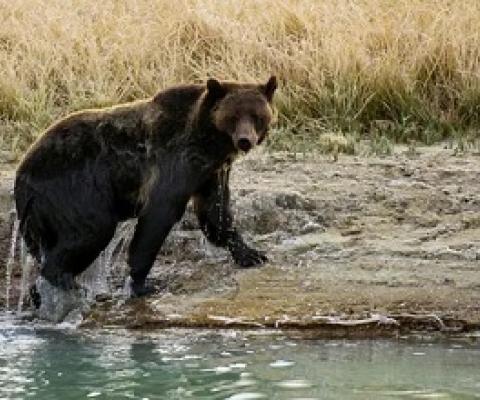 A grizzly bear exits Pelican creek at Yellowstone national park in Wyoming. Photograph: Karen Bleier/AFP/Getty Images