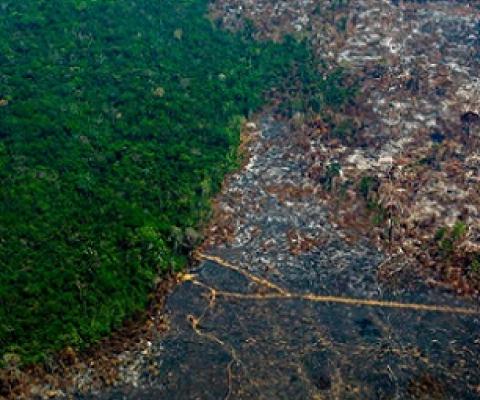 Amazon forest canopy at dawn. The loss of forests as ‘carbon sinks’ is likely to make climate breakdown more severe. Photograph: Peter Vander Sleen/PA