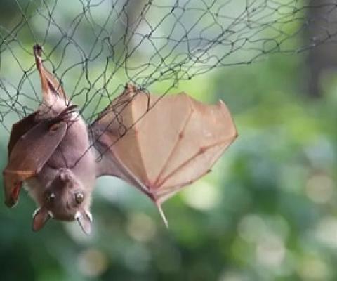 A bat is trapped in a net to be examined for possible viruses – including Ebola – at a secure laboratory in Franceville, Gabon. Photograph: Steeve Jordan/AFP