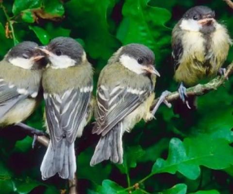 Spot the difference: the AI model can identify individual great tits with an accuracy of over 90%. Photograph: Arco Images GmbH/Alamy