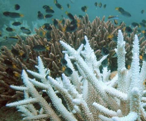 A bleached coral in the foreground. Image courtesy of Wikimedia Commons.