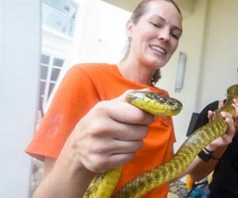 USGS Biologist Danielle Bradke controls the head of a Brown Tree Snake. Credit - Rick Cruz/PDN 