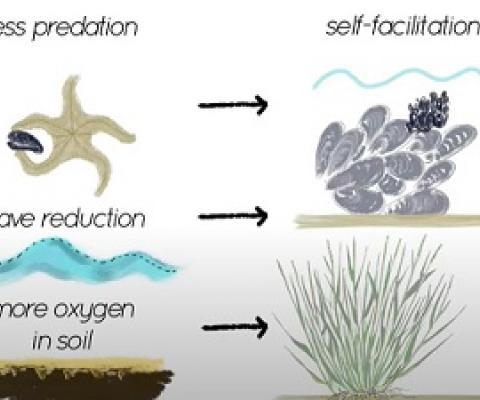 Improving coastal restoration by temporarily imitating nature. Credit: Radboud University