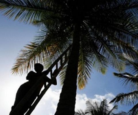 A laborer climbs a tree to pluck coconuts at a farm on the outskirts of Bengaluru, India. DIBYANGSHU SARKAR/AFP VIA GETTY IMAGES