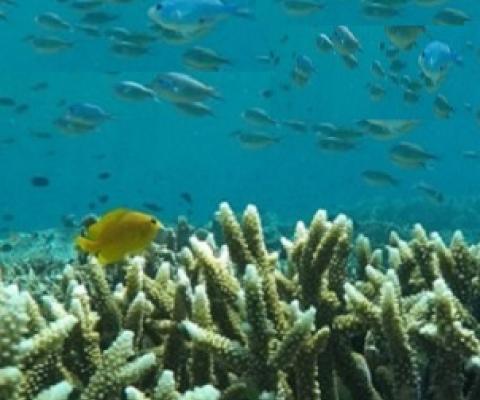 coral reefs. Credit - mongabay.com