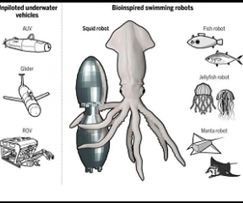 A menagerie of bioinspired robots for ocean monitoring. Credit: Bujard et al., Sci. Robot. 6, eabd2971 (2021)