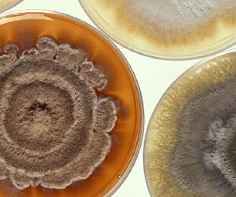 Scientists Find Bacteria so Alien to Human Immune System It Can’t Detect It. Credit - CC0