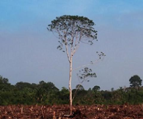 BlackRock, other asset managers enabling deforestation, says Friends of the Earth. Source - Mongabay.com