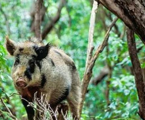 A feral Pig. Image credit: Tui De Roy / Roving Tortoise Photos 