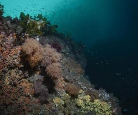Undaria threatens to smother the diverse Fiordland marine environment, as pictured here. PHOTO: DOC/SUPPLIED