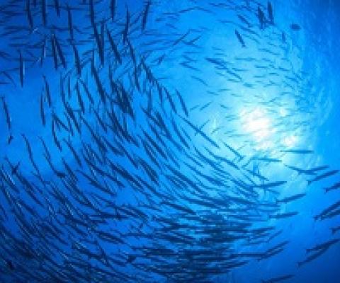 marine protected area
