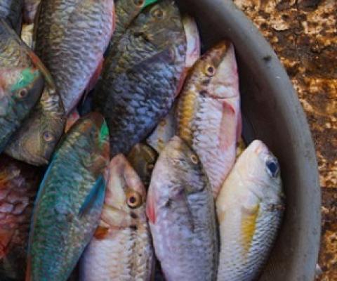 Labuan Bajo fish market in Indonesia. Photo - Rhett A. Butler