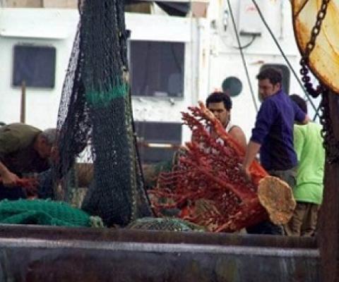 A picture supplied by Greenpeace of coral being pulled up by a trawler. Photo: Greenpeace