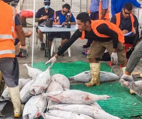Fisheries, Maritime and Ports Authority officers monitor a fishing vessel unloading under COVID-19 protocols in Apia Port, Samoa. Photo: Samoa NHQ.