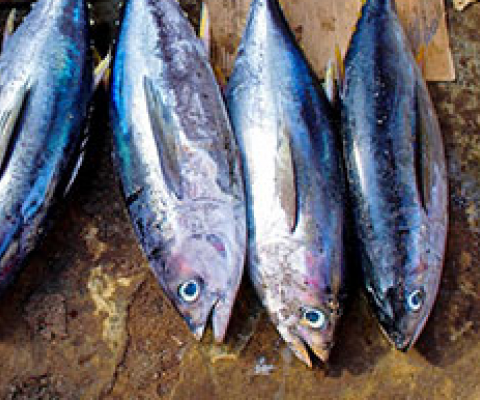 fish selling at a Fish market. 