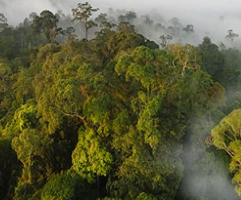 intact native rainforest