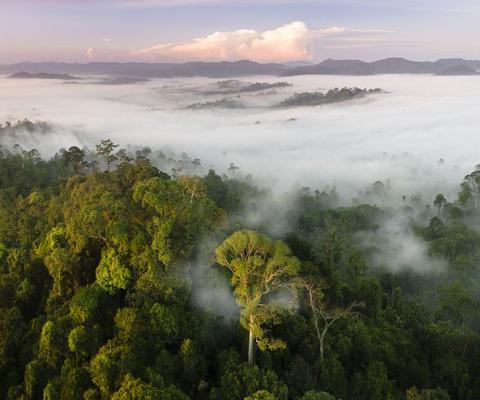 forest protected area