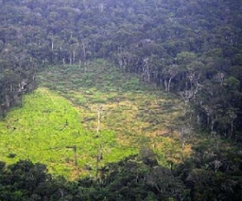 Swathes of forest continue to be flattened each year mainly due to industrial-scale agriculture. Source - https://phys.org/