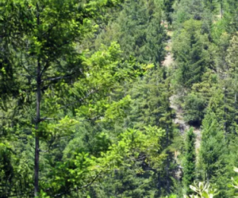 The world is still experiencing an overall loss of forests ‘at a terrifying rate’, the researchers warned. Photograph: Staff/Reuters