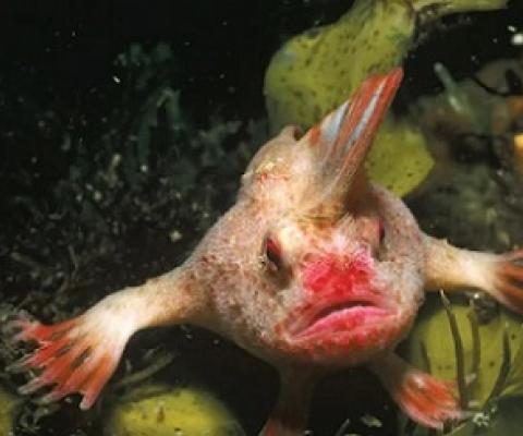 Critically endangered red handfish. Credit: Getty Images