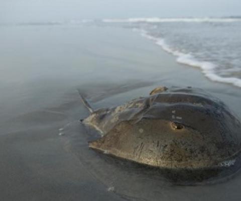An Atlantic horseshoe crab lies on the beach in Stone Harbor, New Jersey, not far from Delaware Bay. PHOTOGRAPH BY JOEL SARTORE, NAT GEO IMAGE COLLECTION