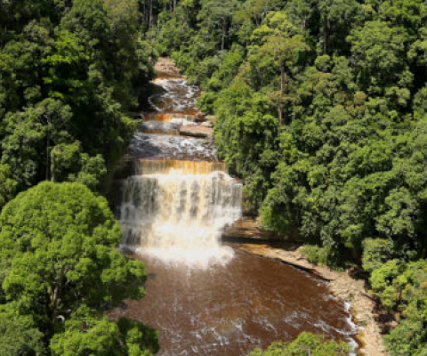 indigenous forest and river