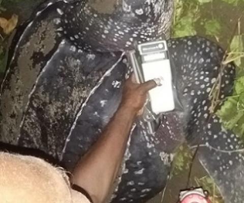 One of the Ranger at Haevo Khulano Integrated Conservation Jonas Havimana conducted DNA test on one of the Leatherback turtles as she lays her eggs. Photo-IAN KAUKUI