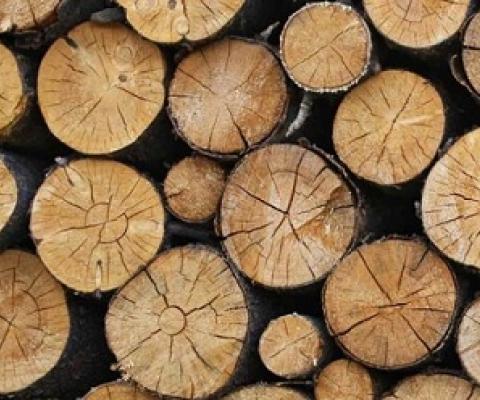 logged timber. source - Mongabay.com