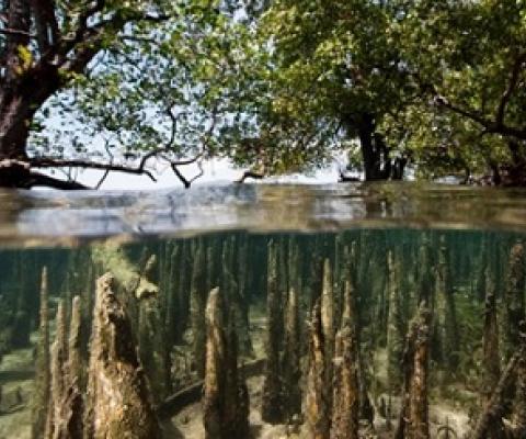 Mangrove forests, such as this one in Bunaken Island, Indonesia, have the potential to store three to five times more carbon per acre than other tropical rainforests. Credit - Getty Images ifish