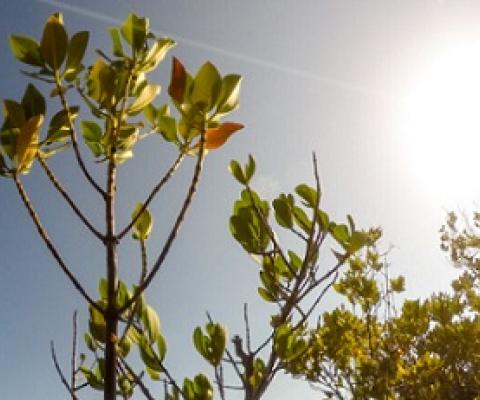 Nature Based Solutions Essential For Climate Mitigation