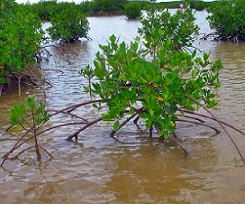 Rhizophora mangroves, Tikina Wai, Fiji. Credit - V. Jungblut