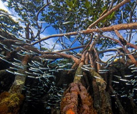 The stilt-like roots of mangroves provide complex habitats for a variety of nearshore species, including fish. Photo by Christian Ziegler/Minden Pictures