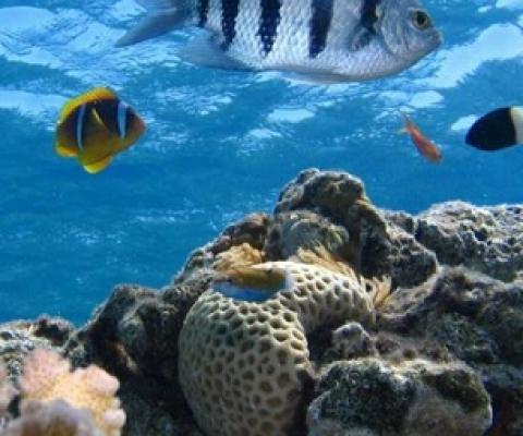 coral reefs. Credit: Pixabay/CC0 Public Domain