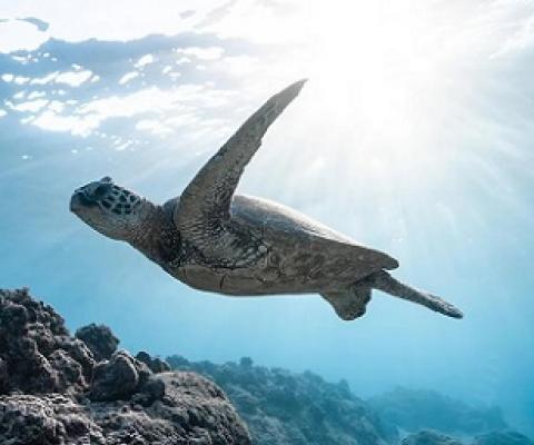 Marine Life Is Fleeing the Equator to Cooler Waters. Credit - Pexels