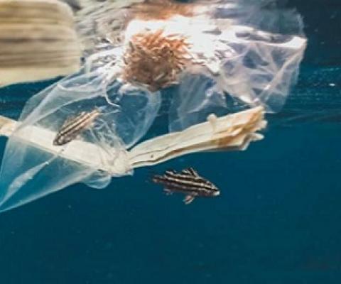The total number of plastic bags, fishing equipment, disposable bottles and other plastic items currently in the ocean is unknown. Credit: Unsplash/ Naja Bertolt Jensen