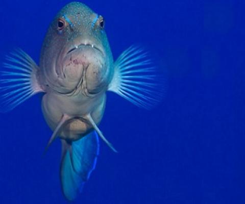 The study species is coral groupers (Plectropomus spp.), which are a valuable fisheries species throughout the Indo-Pacific region. The total annual harvest on the Great Barrier Reef averages 983 metric tons. The majority of fish are exported live to foreign markets. Credit - Tane Sinclair Taylor.