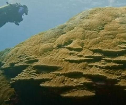 Massive Coral Colony Found in American Samoa. Credit - NOAA