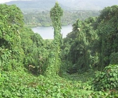 merremia peltata and other vines.