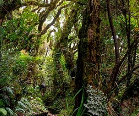 The number of plant species in New Zealand has doubled since humans settled there about 800 years ago. Credit: Matthew Lovette/Education Images/UIG/Getty