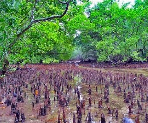 Namdrik Atoll mangroves. Credit - V. Jungblut