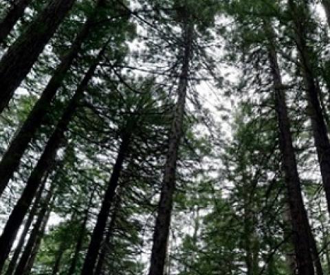 Second growth redwood trees are seen in a grove at Joaquin Miller Park in Oakland, California, on April 29, 2020. Photo: Carlos Avila Gonzalez/The San Francisco Chronicle via Getty Images