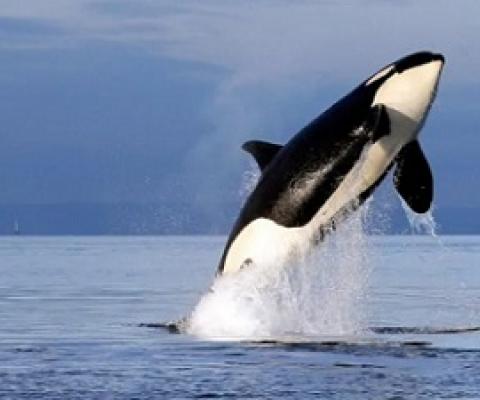 Canada has joined the Global Ocean Alliance, an international group of nearly two dozen other countries working to protect the world's oceans.  (The Associated Press)