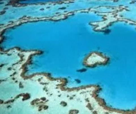 Coral reefs have been impacted by severe bleaching events. Credit - https://therising.co/