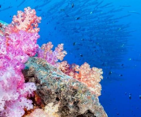 A coral reef in the waters off Palau. In the fiscal five years leading up to 2018, tourism generated up to 27% of Palau’s economy. Martin Strmiska/Getty Images