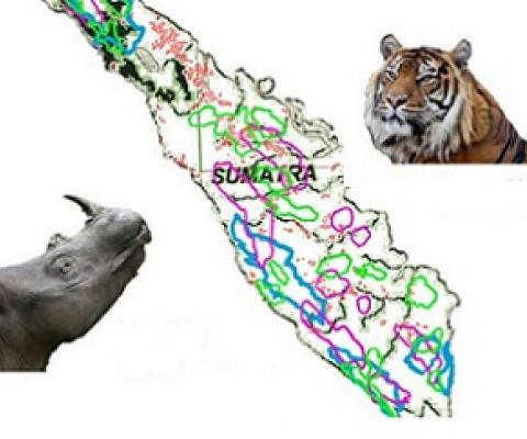 Certified 'sustainable' palm oil fields endanger mammal habitats and biodiverse tropical forests over 30 years. source - https://phys.org 